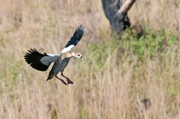 stock image Nile Goose in Flight