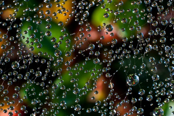 Gotas de orvalho teia de aranha — Fotografia de Stock