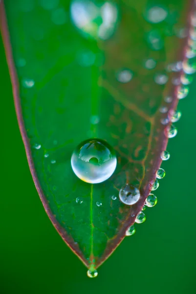 Dew Drop Pearl — Stock Photo, Image