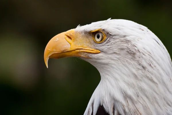 Bald eagle poserar Stockbild