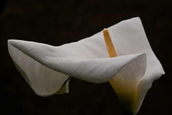 White lily calla Royalty Free Stock Images