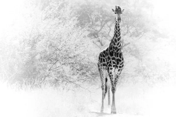 Giraffa singola Fotografia Stock