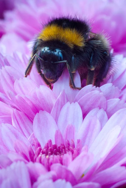 Bumblebee on pink flower Royalty Free Stock Photos