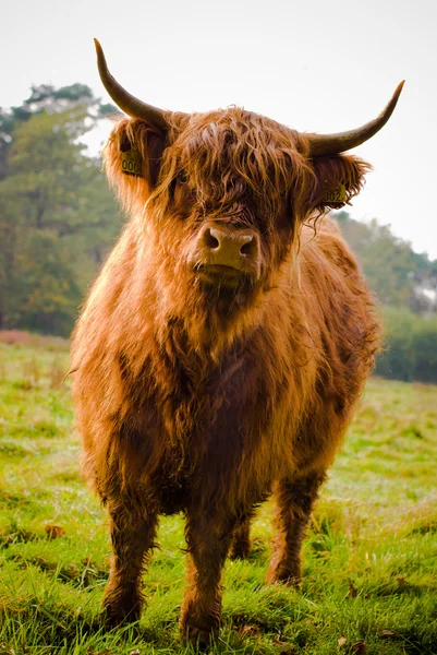 Highland kráva — Stock fotografie