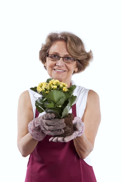 年配の女性の花を植えること — ストック写真