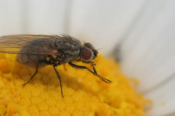 stock image Fly on the flower