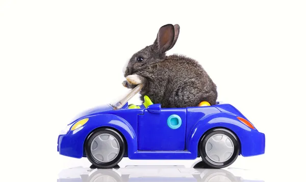 Kaninchen am Steuer eines Autos — Stockfoto
