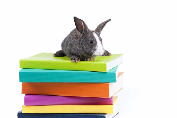 Livros de leitura de coelhos — Fotografia de Stock