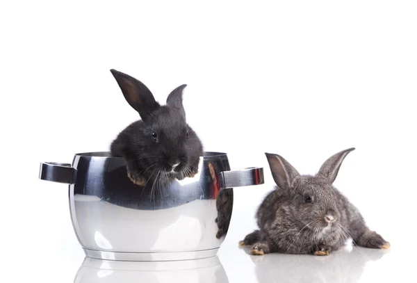 Kaninchenfleisch essen — Stockfoto
