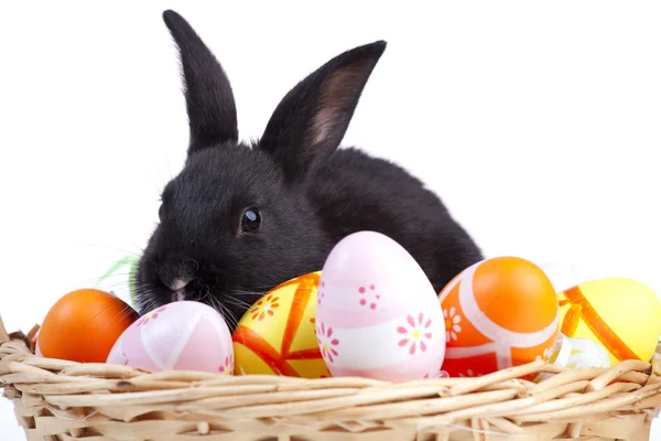 Conejos de Pascua — Foto de Stock