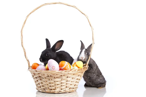 Wielkanoc królików — Zdjęcie stockowe