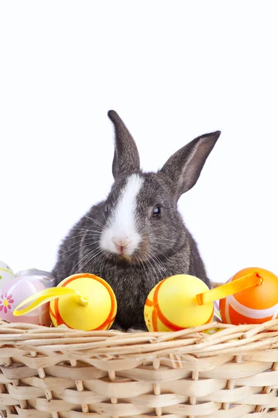 Conejos de Pascua —  Fotos de Stock