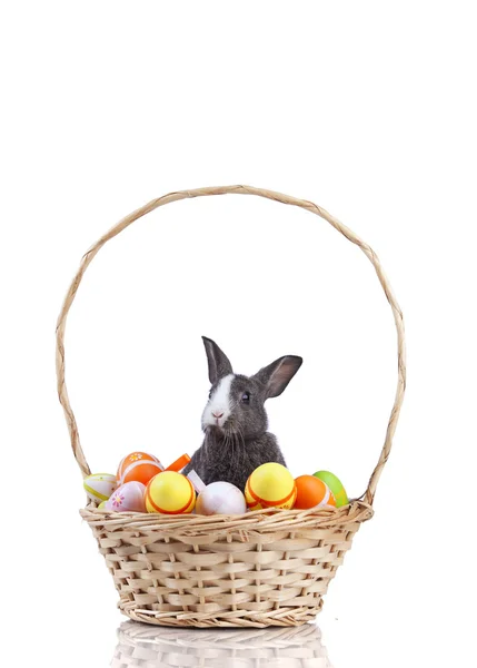 Påsk kaniner — Stockfoto