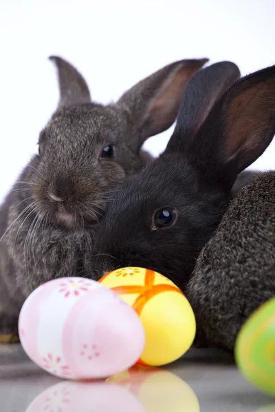 复活节兔 — 图库照片