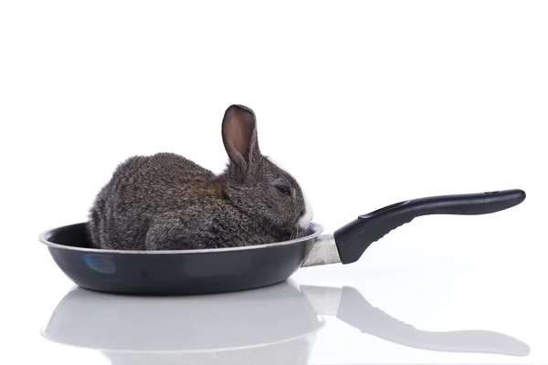 Kaninchen in der Pfanne — Stockfoto