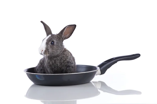 Rabbit in a frying pan — Stock Photo, Image