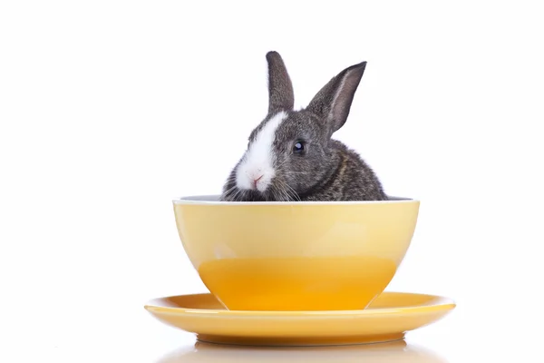 Кролик в миске — стоковое фото