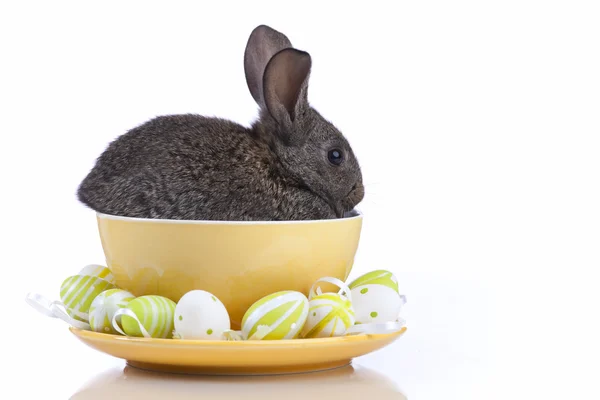 复活节兔 — 图库照片