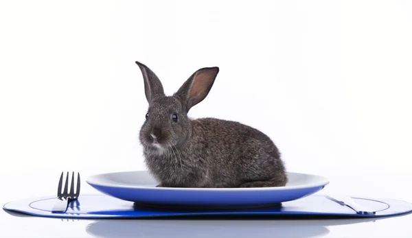 Kaninchen im Teller — Stockfoto