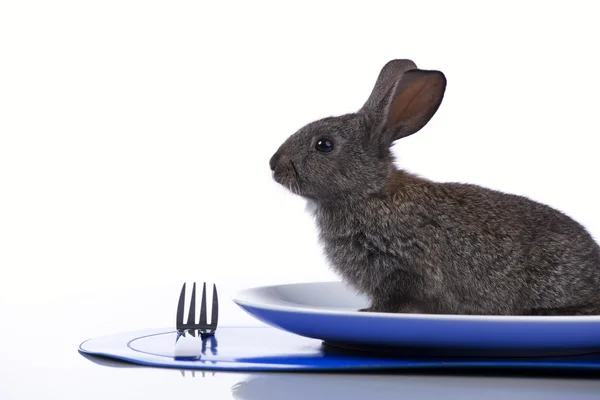 Rabbit in a plate — Stock Photo, Image