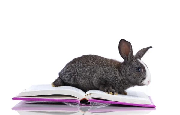 Rabbit reading books — Stock Photo, Image