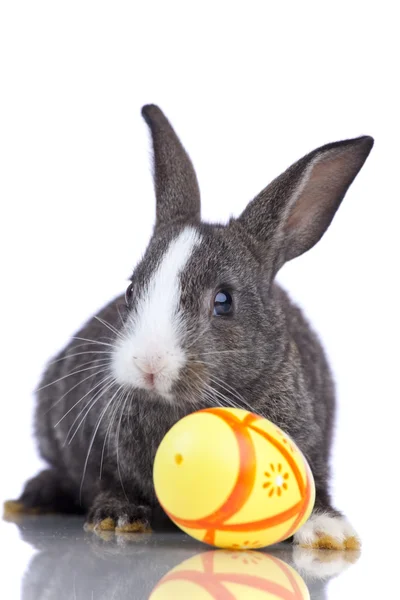 Easter Rabbits — Stock Photo, Image