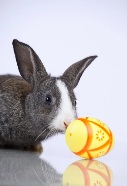 Paskalya tavşanları — Stok fotoğraf