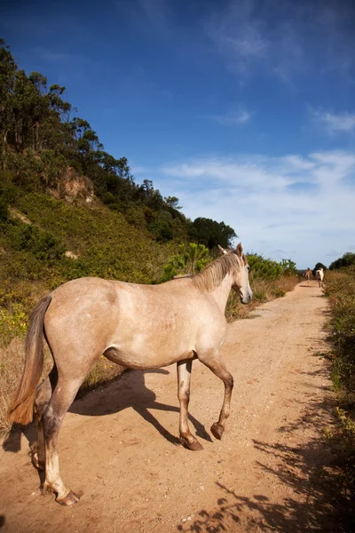 Koń w ścieżce — Zdjęcie stockowe