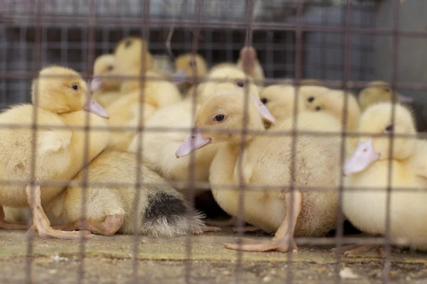 stock image Little duck in a cage