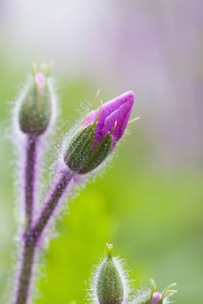 stock image Spring button flowers