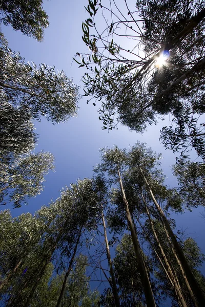 stock image Forest view