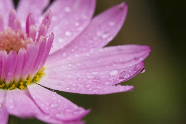 Gotas nas flores — Fotografia de Stock