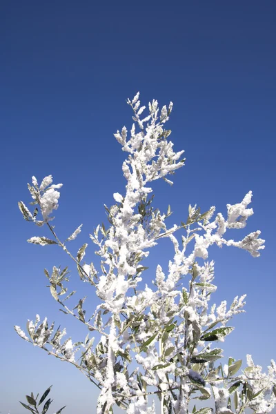 Ağaçta kar — Stok fotoğraf