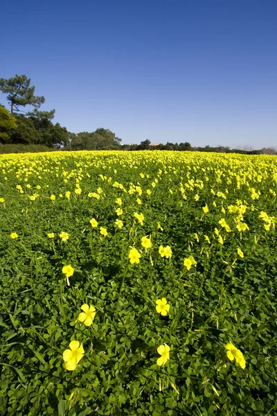 Campo verde e amarelo — Fotografia de Stock