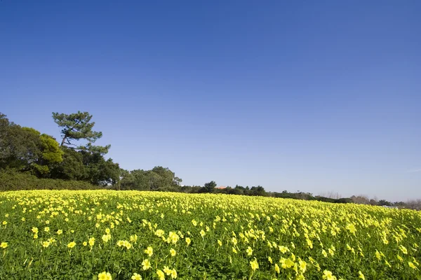 O campo amarelo — Fotografia de Stock