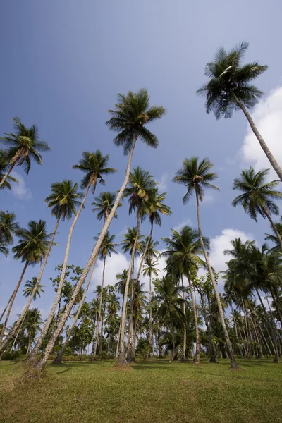 Tropical background — Stock Photo, Image