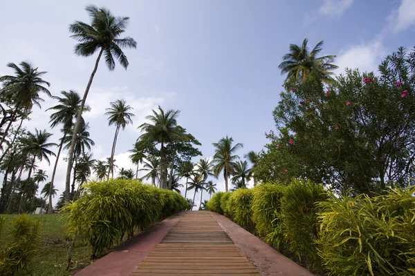 Het pad naar de tropische vakantie — Stockfoto