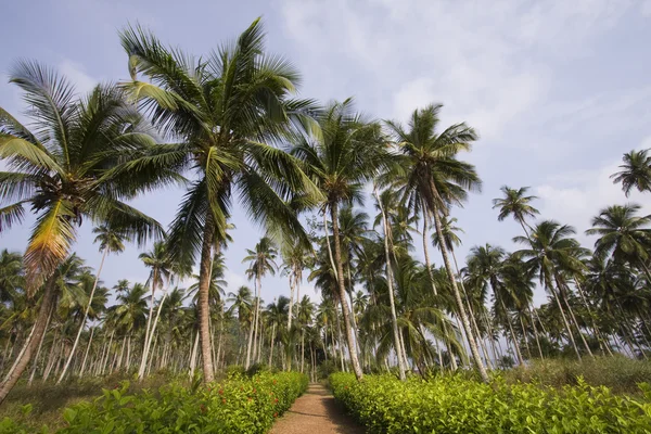 El camino a las vacaciones tropicales — Foto de Stock