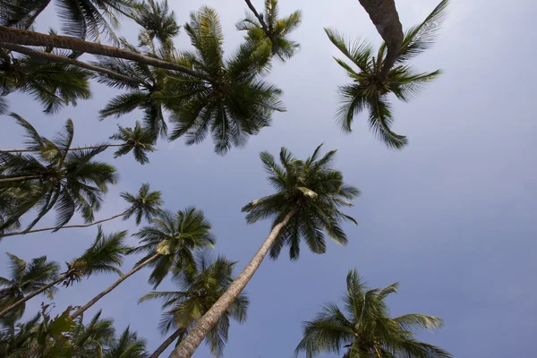 Tropical background — Stock Photo, Image