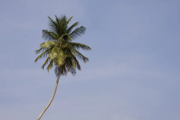 Palm-boom — Stockfoto