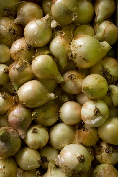 stock image Onion Pattern