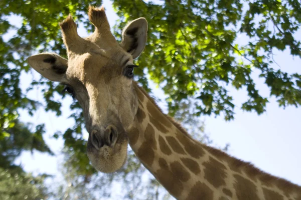 Žirafí hlavy 2 — Stock fotografie