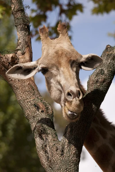 Tête de girafe — Photo