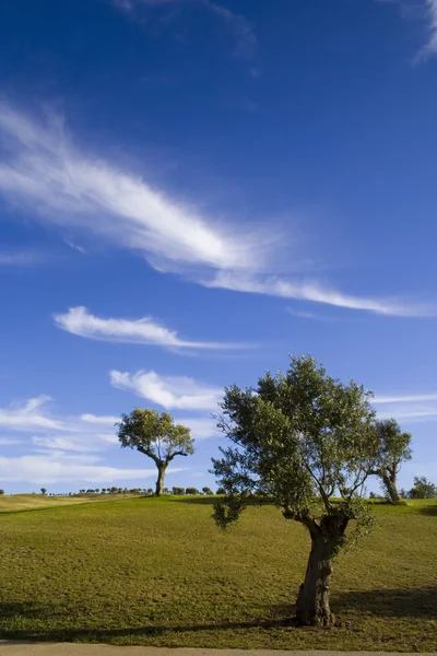 Lonely trees 3 — Stock Photo, Image