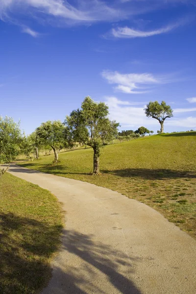 Alberi solitari 5 — Foto Stock