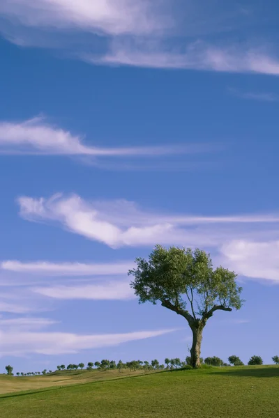 孤独な木 2 — ストック写真