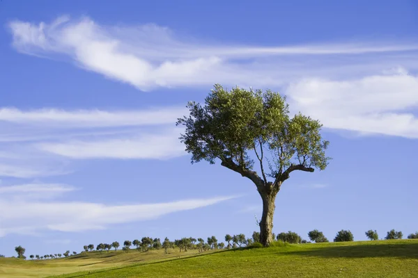 Yalnız ağaç 6 — Stok fotoğraf