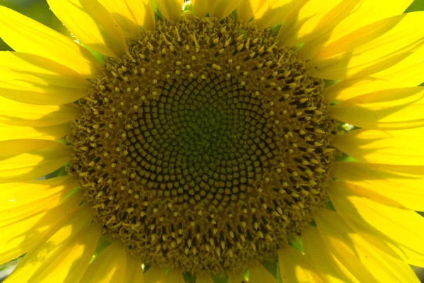 Sunflower 5 — Stock Photo, Image