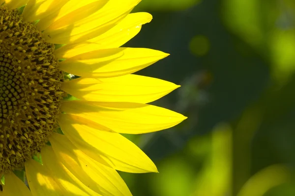 stock image Sunflower 6