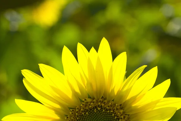 stock image Sunflower 7